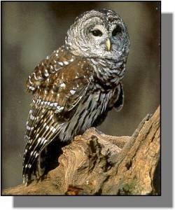 barred owl